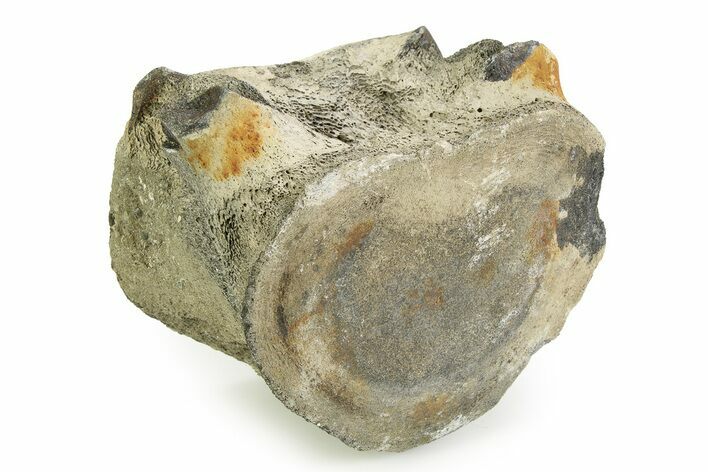 Fossil Whale Thoracic Vertebra - Yorktown Formation #351091